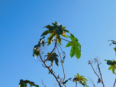 Ricinus communis