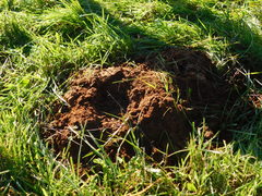 Nannospalax ehrenbergi