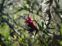 Echium angustifolium