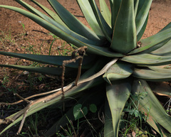 Aloe pienaarii