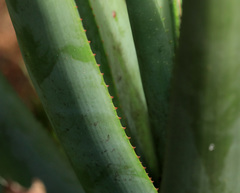 Aloe pienaarii