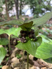 Tacca palmata