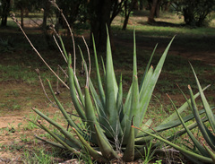 Aloe pienaarii
