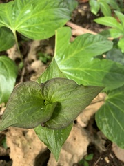 Tacca palmata