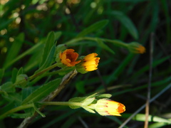Calendula arvensis
