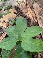 Tacca palmata