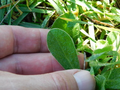 Anthyllis circinnata