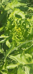 Sisymbrium irio