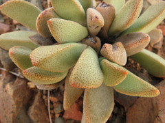 Pleiospilos compactus