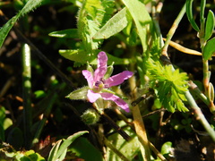 Erodium moschatum