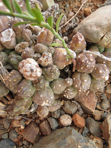 Ceropegia compta