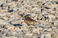 Anthus rubescens japonicus