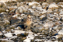 Anthus rubescens japonicus
