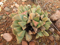 Pleiospilos compactus