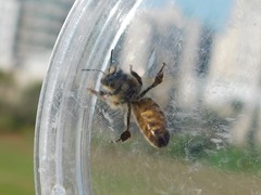 Apis mellifera