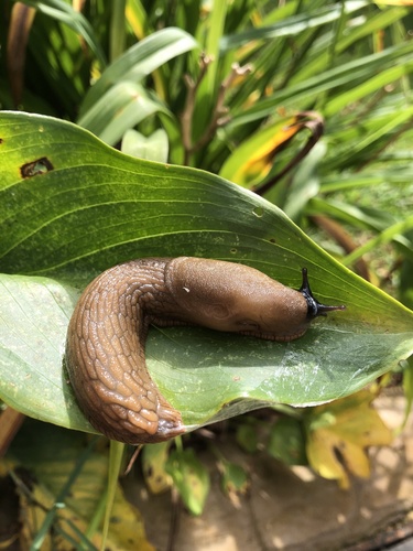 Durham Slug