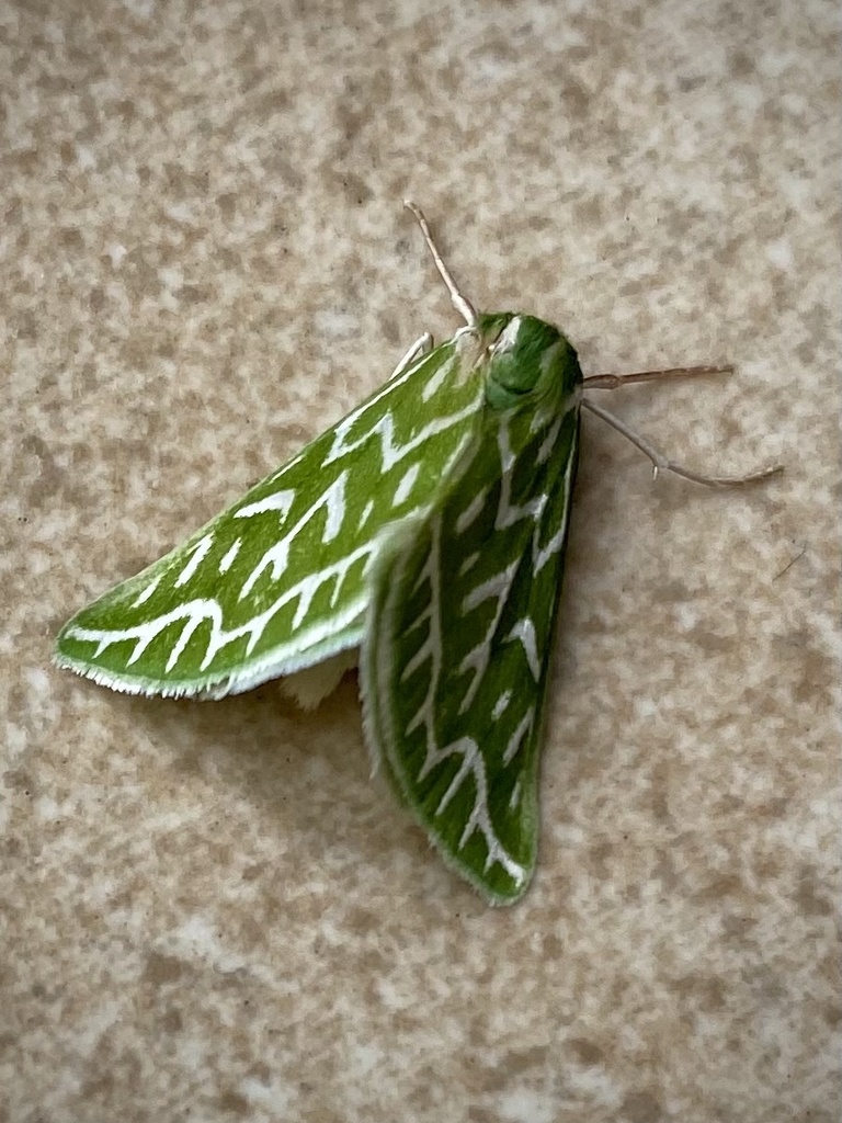 Dichroma