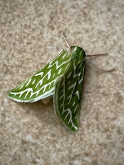 Dichroma equestralis