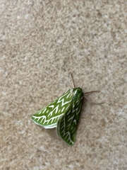 Dichroma equestralis