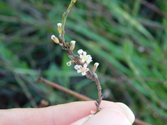 Polygonum equisetiforme