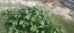 Malva parviflora