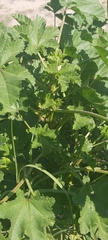 Malva parviflora