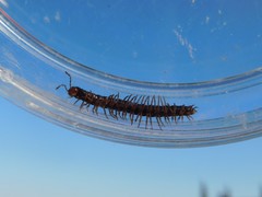 Tetrarthrosoma syriacum