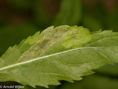 Calycomyza artemisiae