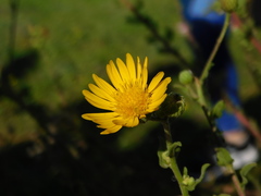 Heterotheca subaxillaris