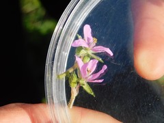 Erodium moschatum