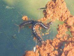 Tetrarthrosoma syriacum