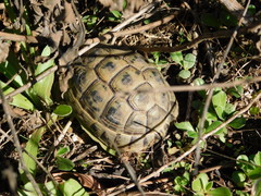 Testudo graeca