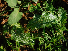 Silybum marianum
