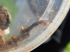 Tetrarthrosoma syriacum