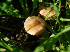 Macrocystidia cucumis latifolia