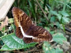 Tanaecia leucotaenia