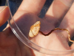 Macrocystidia cucumis latifolia