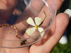 Raphanus raphanistrum