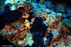 Antennarius maculatus