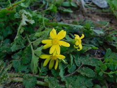 Senecio vernalis