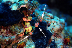 Cladopsammia gracilis