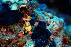 Antennarius maculatus