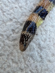 Simoselaps bertholdi