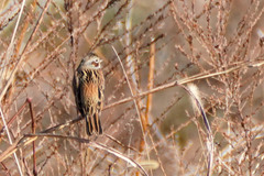 Emberiza fucata