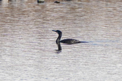 Phalacrocorax carbo