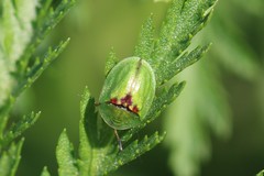 Cassida stigmatica