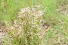 Schizachyrium microstachyum