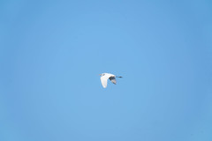 Ardea alba