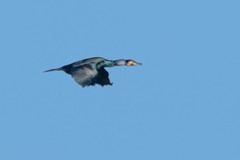Phalacrocorax carbo