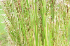 Schizachyrium microstachyum